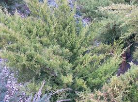Jalovec prostřední 'Old Gold' - Juniperus media 'Old Gold'