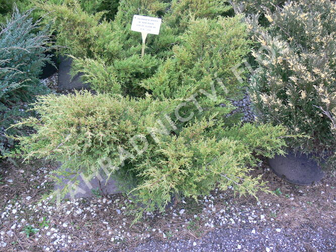 Jalovec prostřední 'Old Gold' - Juniperus media 'Old Gold'