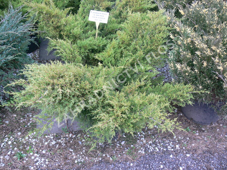 Jalovec prostřední 'Old Gold' - Juniperus media 'Old Gold'