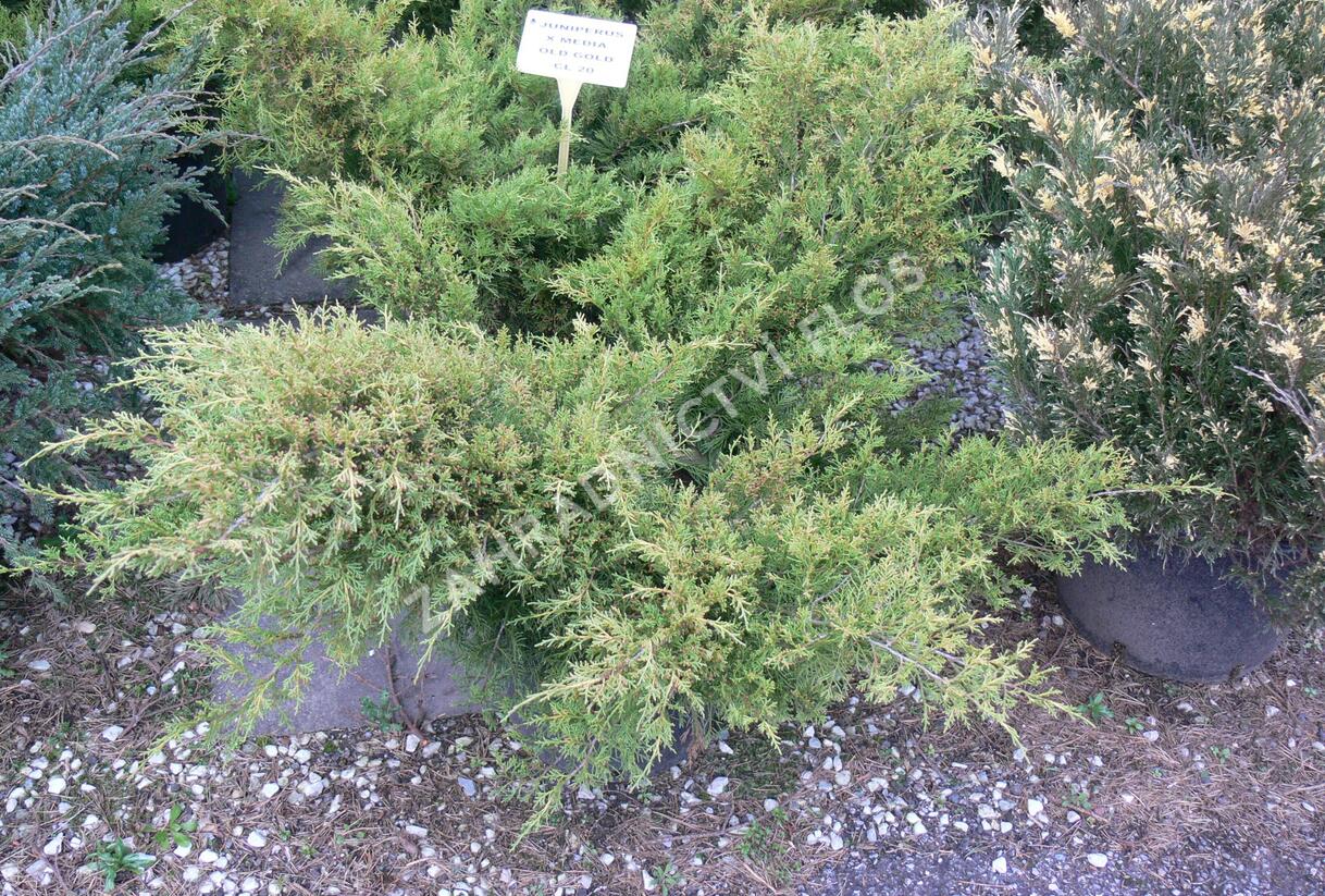 Jalovec prostřední 'Old Gold' - Juniperus media 'Old Gold'