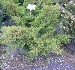 Jalovec prostřední 'Old Gold' - Juniperus media 'Old Gold'