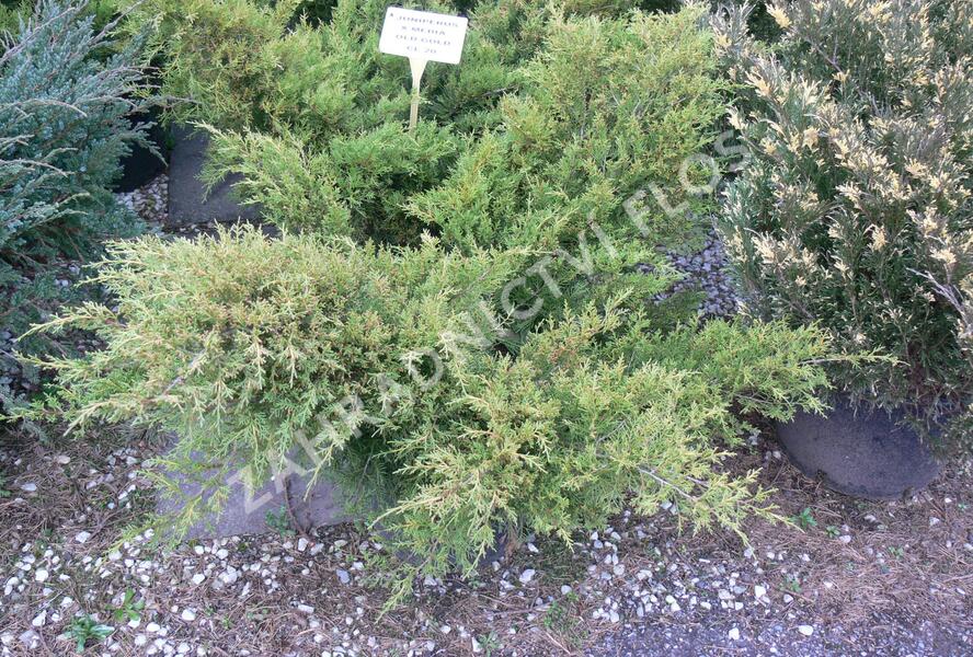 Jalovec prostřední 'Old Gold' - Juniperus media 'Old Gold'