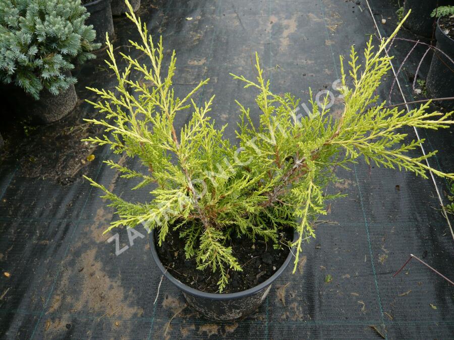 Jalovec prostřední 'Old Gold' - Juniperus media 'Old Gold'