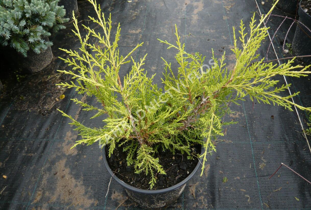 Jalovec prostřední 'Old Gold' - Juniperus media 'Old Gold'