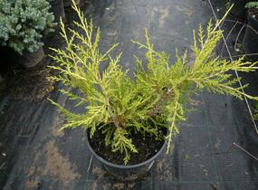 Jalovec prostřední 'Old Gold' - Juniperus media 'Old Gold'