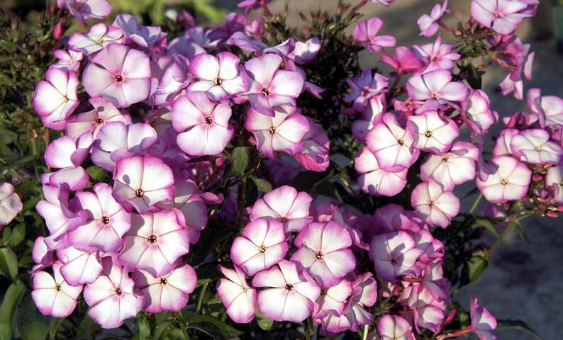 Plamenka latnatá 'Sweet Summer Purple White' - Phlox paniculata 'Sweet Summer Purple White'