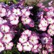 Plamenka latnatá 'Sweet Summer Purple White' - Phlox paniculata 'Sweet Summer Purple White'