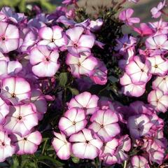 Plamenka latnatá 'Sweet Summer Purple White' - Phlox paniculata 'Sweet Summer Purple White'