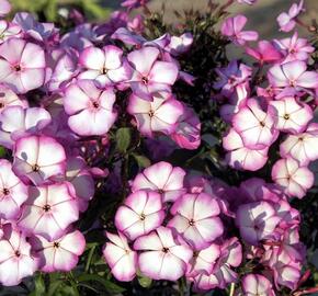 Plamenka latnatá 'Sweet Summer Purple White' - Phlox paniculata 'Sweet Summer Purple White'