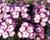 Plamenka latnatá 'Sweet Summer Purple White'