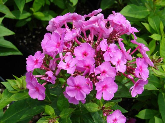 Plamenka latnatá 'Peacock Rose Dark Eye' - Phlox paniculata 'Peacock Rose Dark Eye'