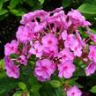 Plamenka latnatá 'Peacock Rose Dark Eye' - Phlox paniculata 'Peacock Rose Dark Eye'