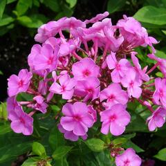 Plamenka latnatá 'Peacock Rose Dark Eye' - Phlox paniculata 'Peacock Rose Dark Eye'