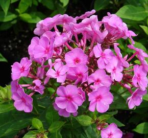 Plamenka latnatá 'Peacock Rose Dark Eye' - Phlox paniculata 'Peacock Rose Dark Eye'