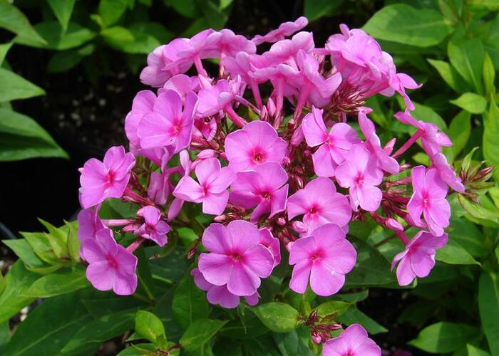 Plamenka latnatá 'Peacock Rose Dark Eye' - Phlox paniculata 'Peacock Rose Dark Eye'