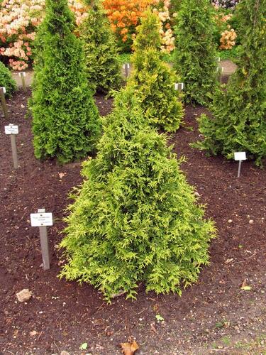 Zerav, túje západní 'Stolwijk' - Thuja occidentalis 'Stolwijk'