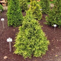 Zerav, túje západní 'Stolwijk' - Thuja occidentalis 'Stolwijk'