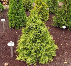 Zerav, túje západní 'Stolwijk' - Thuja occidentalis 'Stolwijk'