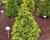 Túje, zerav západní 'Stolwijk'