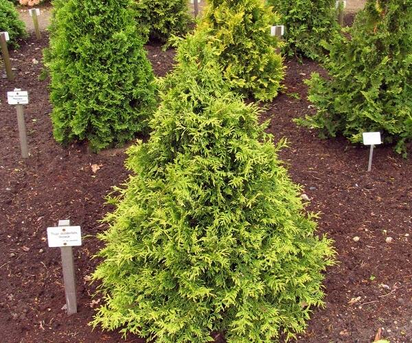 Zerav západní 'Stolwijk' - Thuja occidentalis 'Stolwijk'