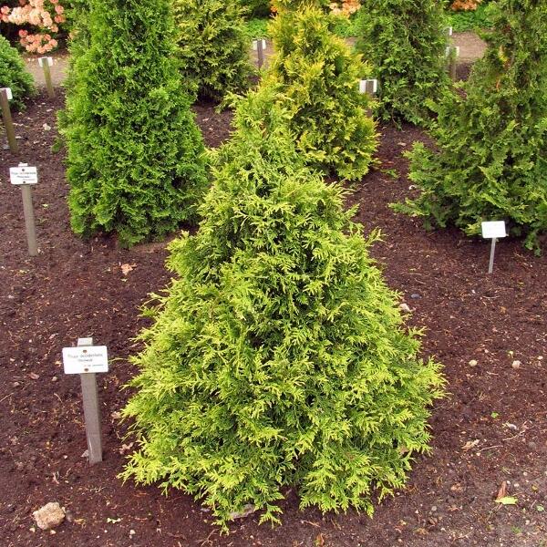 Túje, zerav západní 'Stolwijk' - Thuja occidentalis 'Stolwijk'