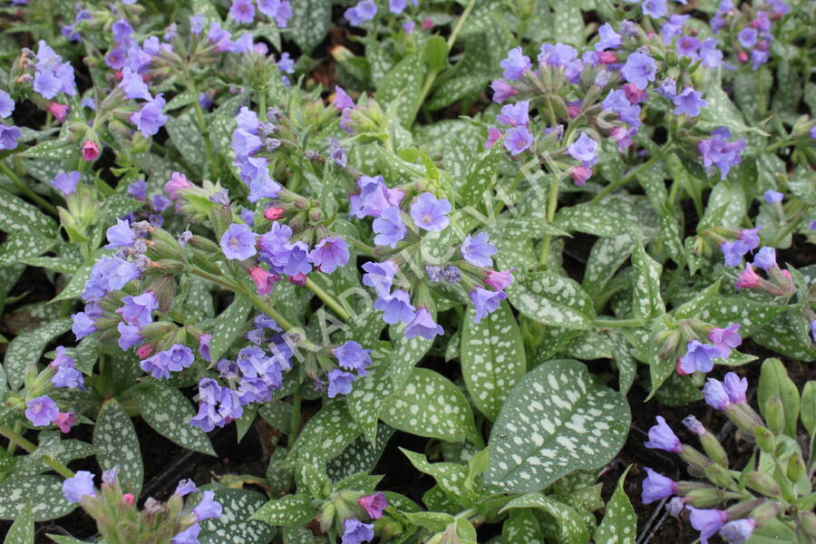 Plicník 'Trevi Fountains' - Pulmonaria hybrida 'Trevi Fountains'