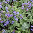Plicník 'Trevi Fountains' - Pulmonaria hybrida 'Trevi Fountains'