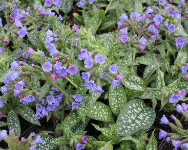 Plicník 'Trevi Fountains'