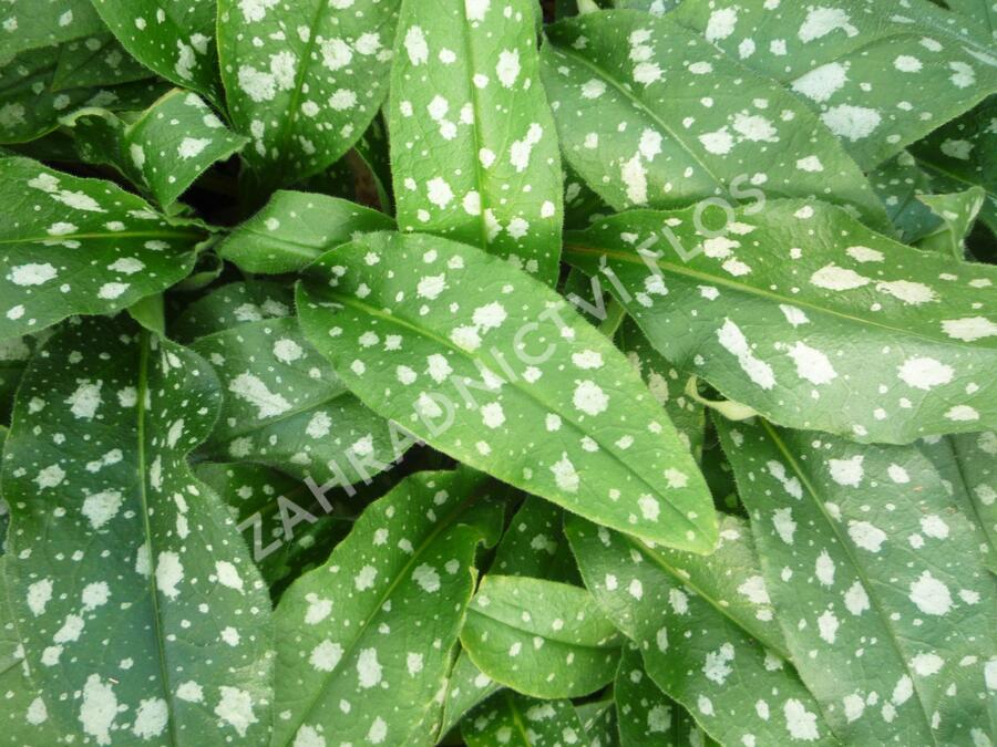 Plicník 'Trevi Fountains' - Pulmonaria hybrida 'Trevi Fountains'