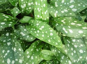 Plicník 'Trevi Fountains' - Pulmonaria hybrida 'Trevi Fountains'