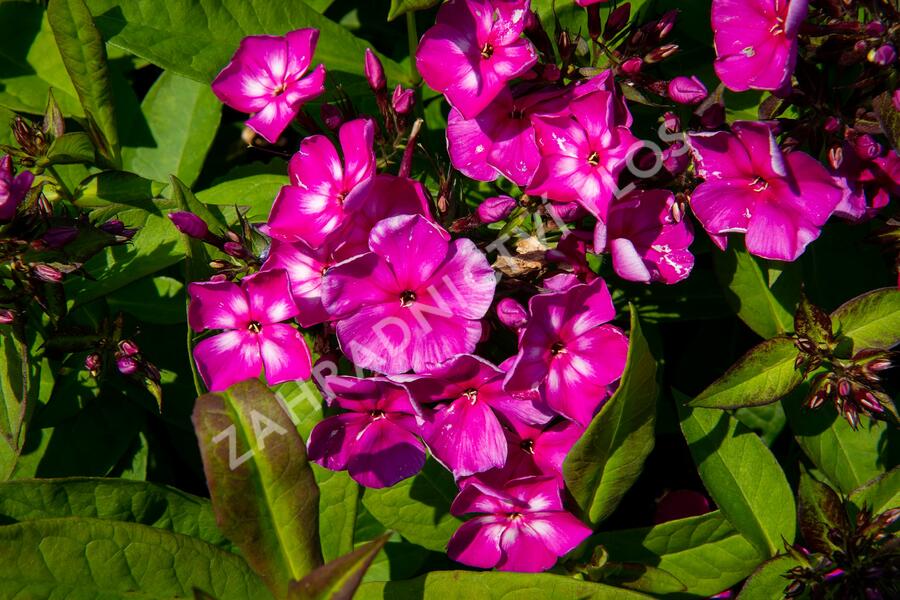 Plamenka latnatá 'Sweet Summer Violet White' - Phlox paniculata 'Sweet Summer Violet White'