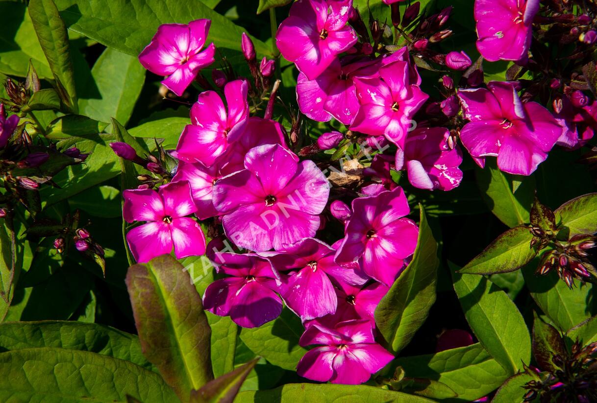 Plamenka latnatá 'Sweet Summer Violet White' - Phlox paniculata 'Sweet Summer Violet White'