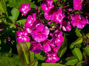 Plamenka latnatá 'Sweet Summer Violet White' - Phlox paniculata 'Sweet Summer Violet White'