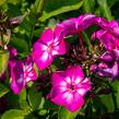 Plamenka latnatá 'Sweet Summer Violet White' - Phlox paniculata 'Sweet Summer Violet White'