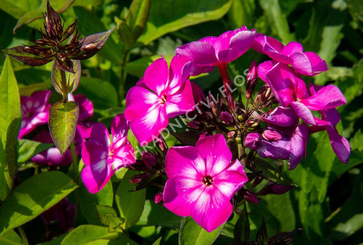 Plamenka latnatá 'Sweet Summer Violet White' - Phlox paniculata 'Sweet Summer Violet White'