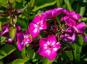 Plamenka latnatá 'Sweet Summer Violet White' - Phlox paniculata 'Sweet Summer Violet White'