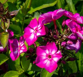 Plamenka latnatá 'Sweet Summer Violet White' - Phlox paniculata 'Sweet Summer Violet White'