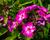 Plamenka latnatá 'Sweet Summer Violet White'