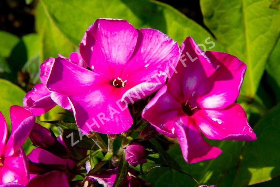 Plamenka latnatá 'Sweet Summer Violet White' - Phlox paniculata 'Sweet Summer Violet White'