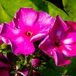 Plamenka latnatá 'Sweet Summer Violet White' - Phlox paniculata 'Sweet Summer Violet White'