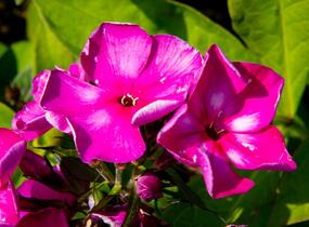Plamenka latnatá 'Sweet Summer Violet White' - Phlox paniculata 'Sweet Summer Violet White'