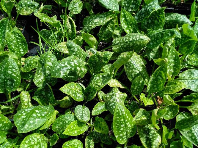 Plicník lékařský 'Sissinghurst White' - Pulmonaria officinalis 'Sissinghurst White'