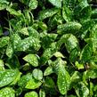Plicník 'Sissinghurst White' - Pulmonaria officinalis 'Sissinghurst White'