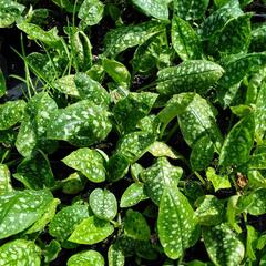 Plicník lékařský 'Sissinghurst White' - Pulmonaria officinalis 'Sissinghurst White'