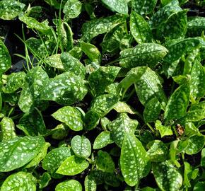 Plicník lékařský 'Sissinghurst White' - Pulmonaria officinalis 'Sissinghurst White'