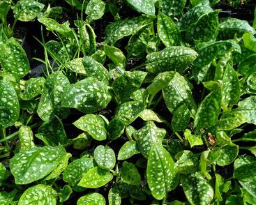 Plicník lékařský 'Sissinghurst White'