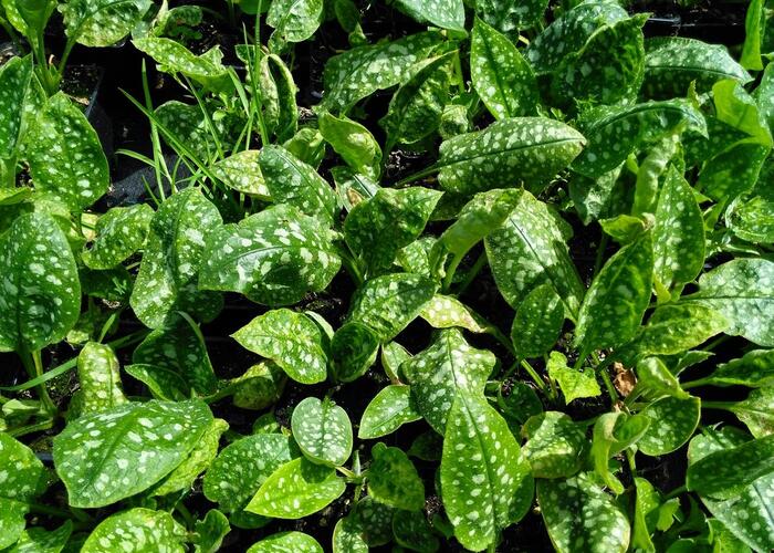 Plicník 'Sissinghurst White' - Pulmonaria officinalis 'Sissinghurst White'