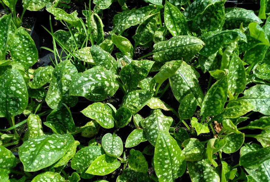 Plicník lékařský 'Sissinghurst White' - Pulmonaria officinalis 'Sissinghurst White'