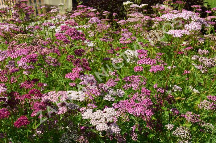 Řebříček obecný 'Kirschkönigin' - Achillea millefolium 'Kirschkönigin'