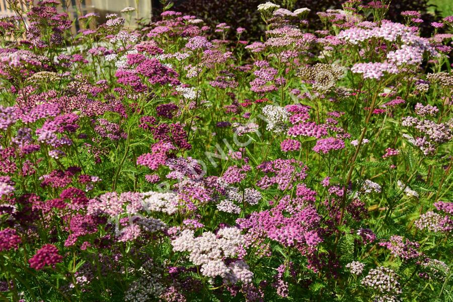 Řebříček obecný 'Kirschkönigin' - Achillea millefolium 'Kirschkönigin'